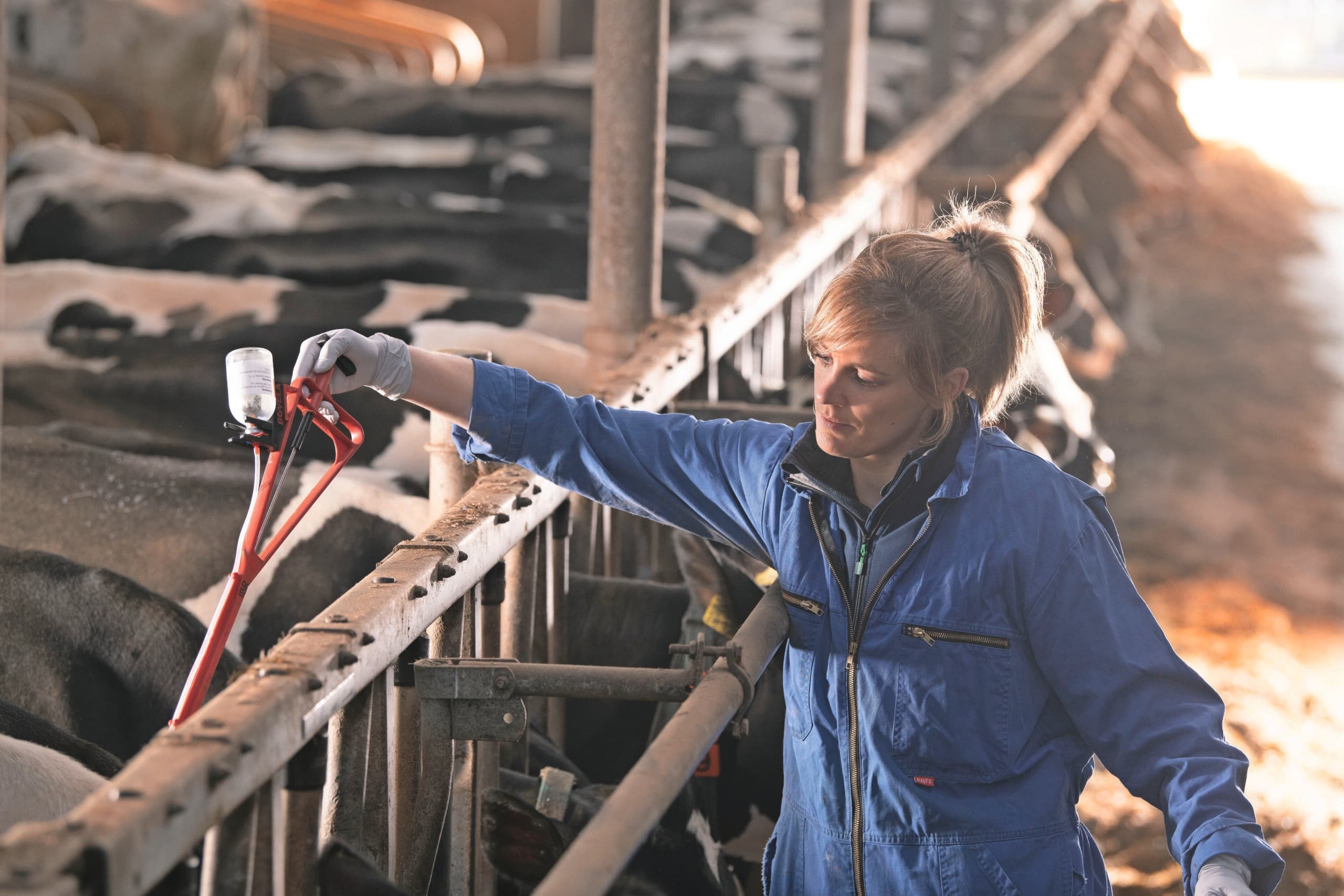 AMvB IBR vaccinatie