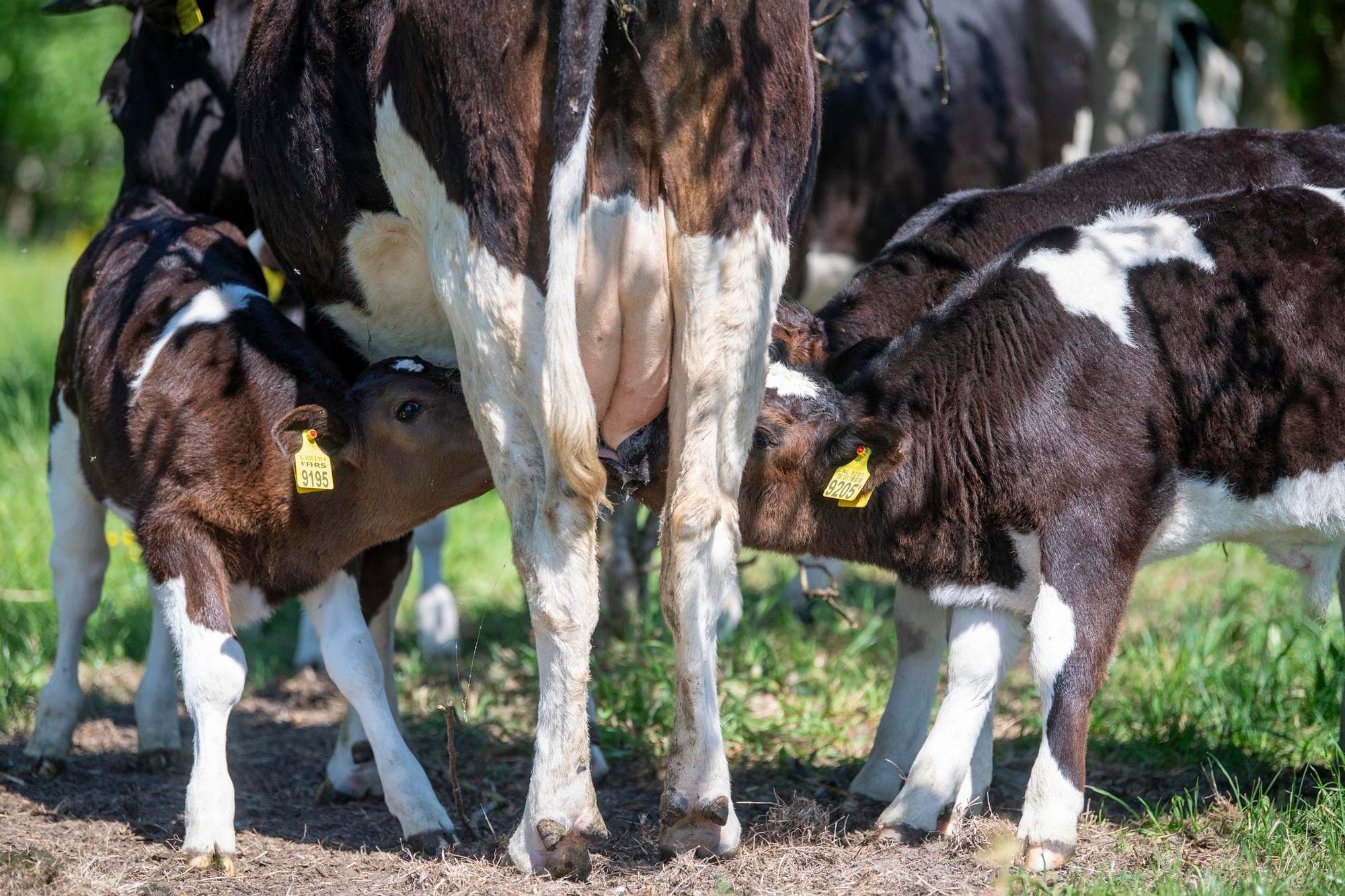 Extensieve bedrijven zoals de Kalverliefde-boeren scoren in CO2-equivalenten beter dan wanneer ze op basis van melkproductie met gangbare collega's vergeleken worden. Foto Mark Pasveer