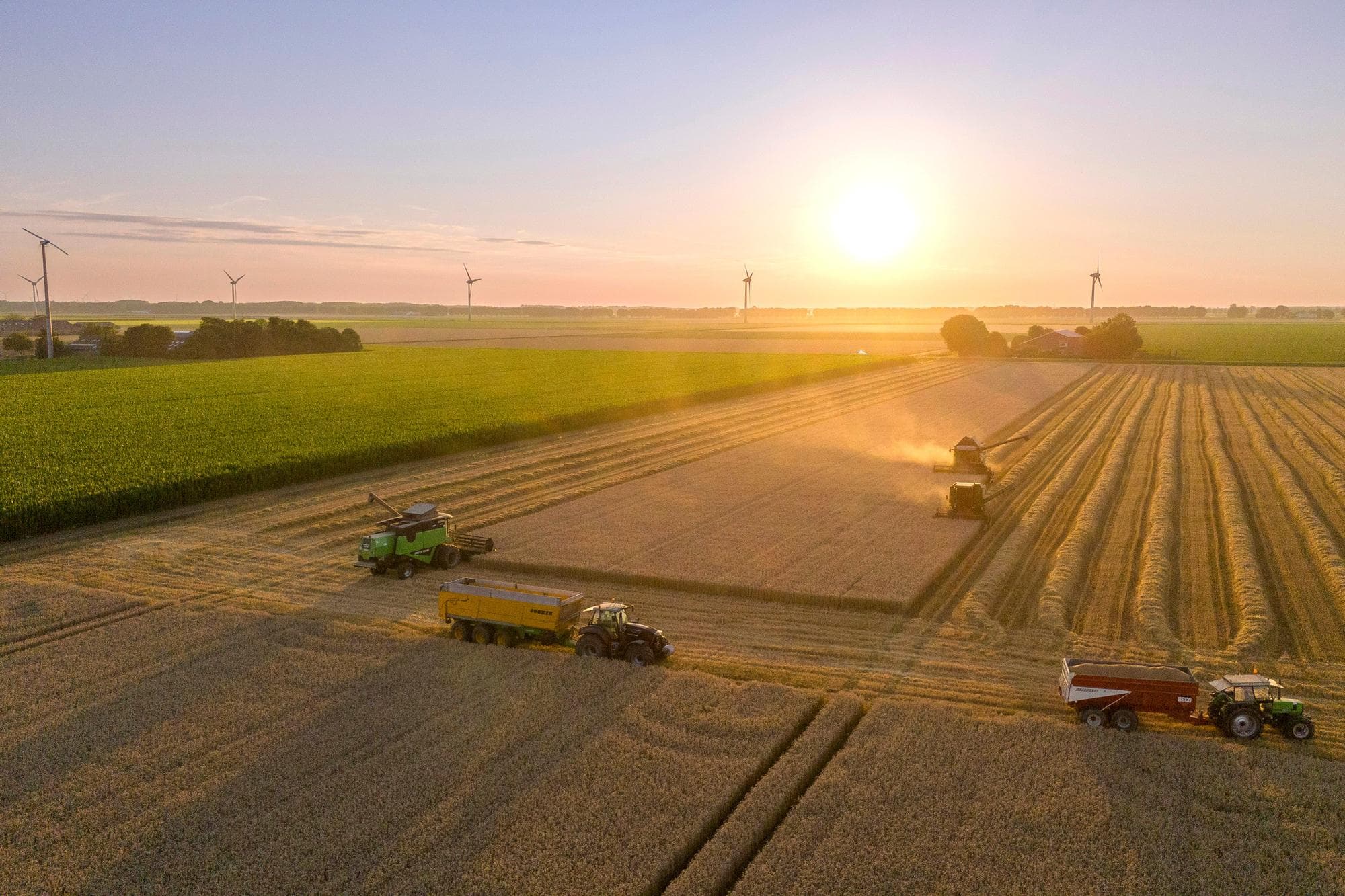 Of hybride tarwe uiteindelijk net zo succesvol wordt als bijvoorbeeld hybride mais, hangt af van drie factoren: de weersomstandigheden, de marktomstandigheden en de vraag of de hogere opbrengst de extra kosten van het zaaizaad voldoende compenseert. Foto: Mark Pasveer