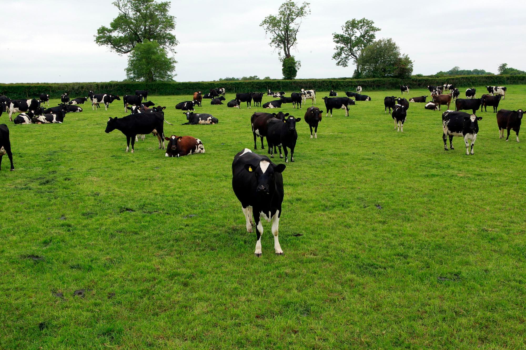 Organisaties van Britse boeren en de Britse voedingsindustrie willen stimulerender overheidsbeleid voor de voedingsketen. Foto: Henk Riswick