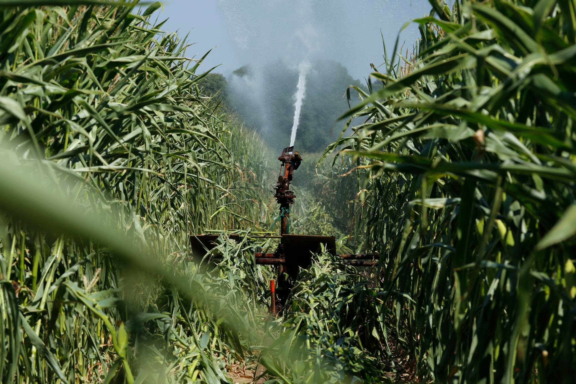 Als mais kan en mag worden beregend en er zijn tekenen van droogte, is het advies om nu door te pakken. Foto: Henk Riswick