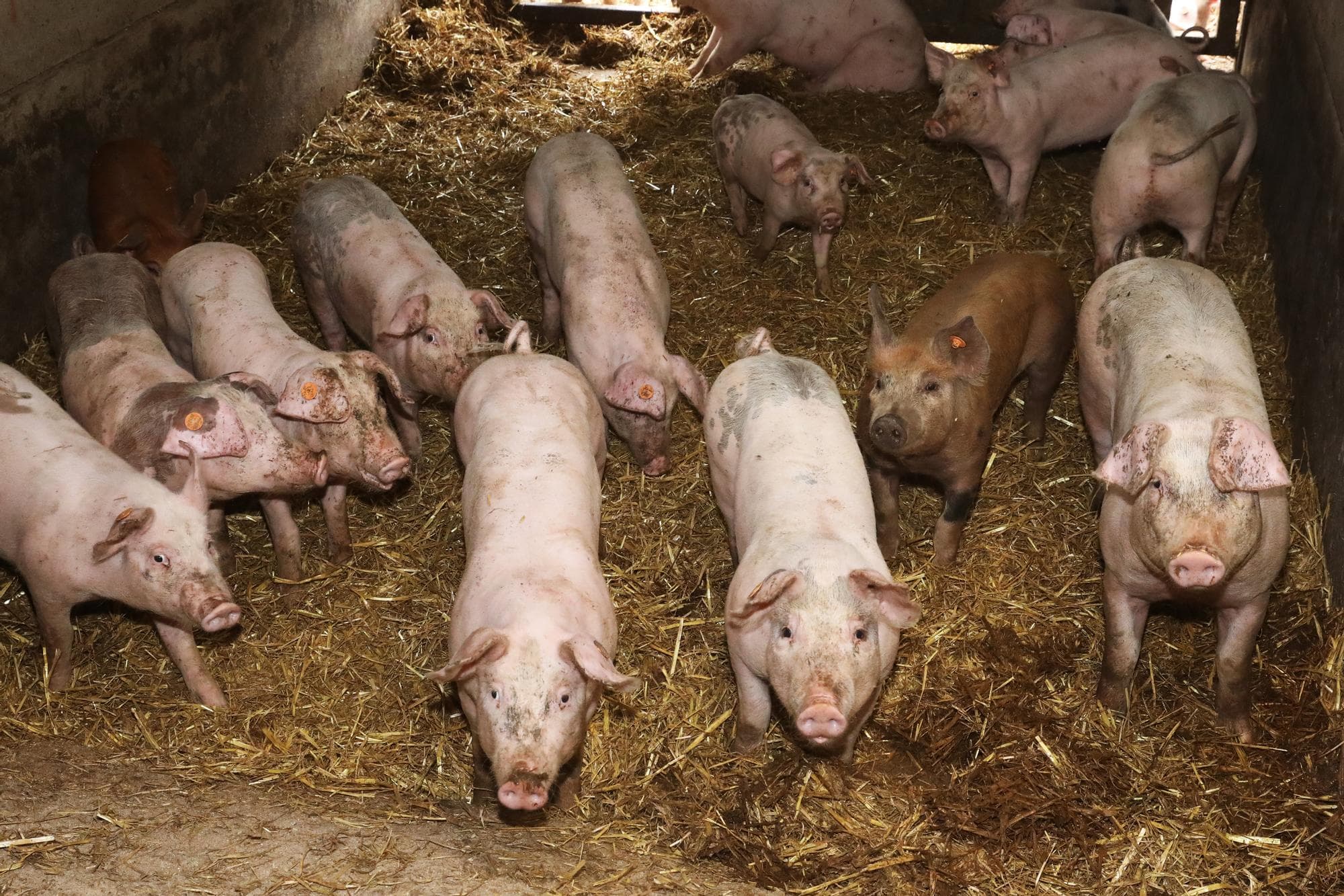 Na een aantal zwakkere jaren boekte biologisch vlees een omzetstijging van 4,9%. Foto: Henk Riswick