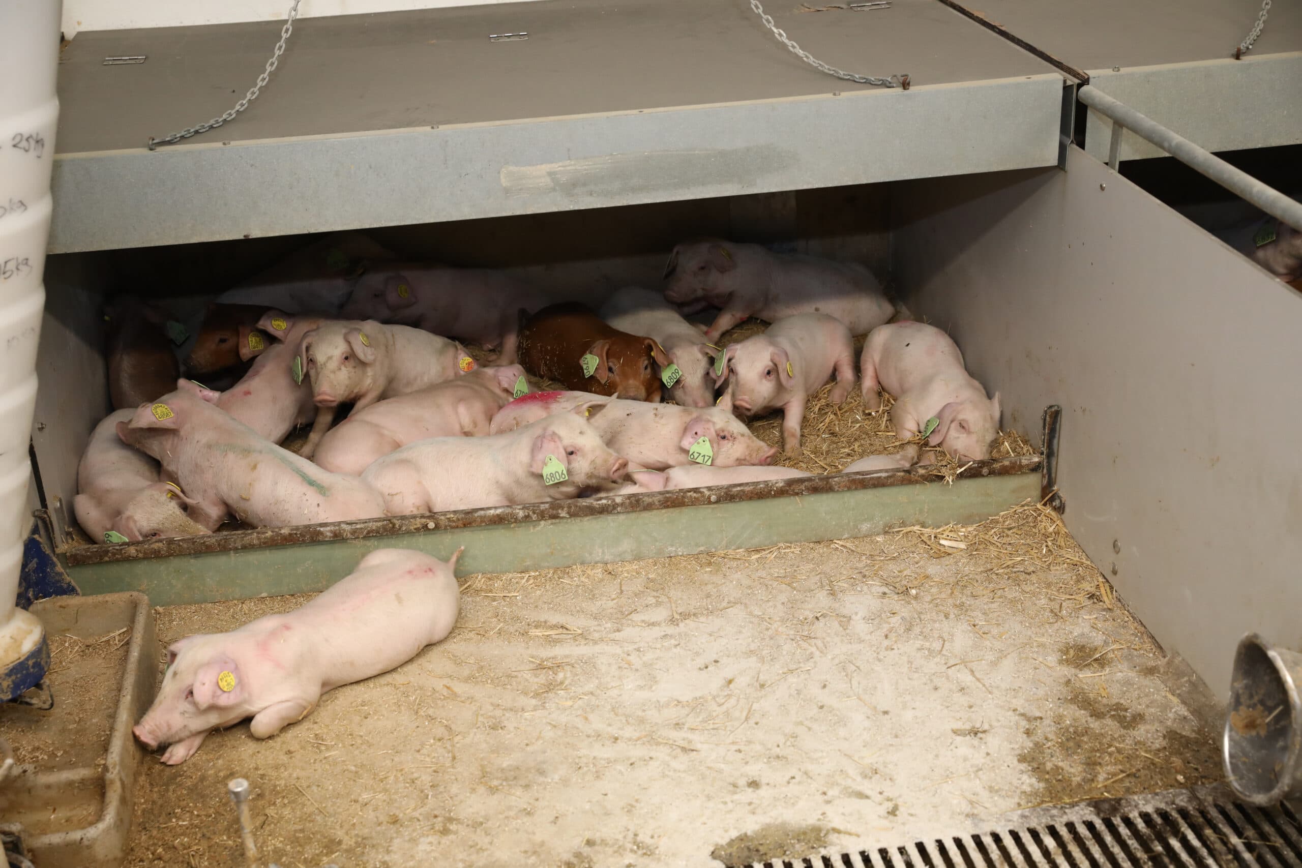 Een beeld van de opfokstal: een hok met voornamelijk witte beren. De dieren zijn een paar dagen geleden gearriveerd. De eerste weken op het station staan in het teken van wennen en het nivelleren van de diergezondheid van de beren.