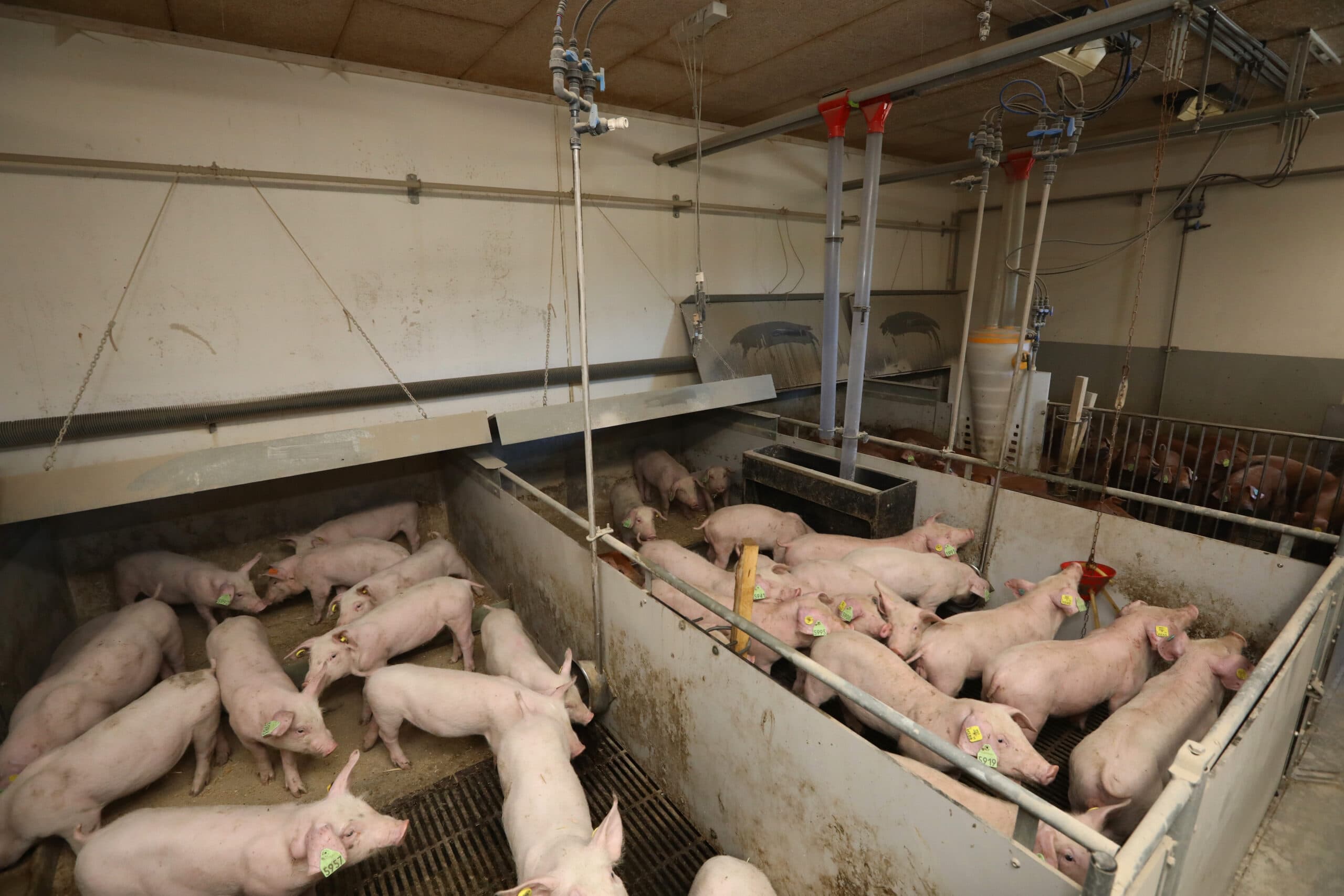 De beren blijven ongeveer zes weken in de opfokstal. Ze wegen dan circa 30 kilo. Na de opfokperiode begint de testperiode, die acht tot tien weken duurt. De Durocs groeien harder dan de Landras- en Yorkberen en zijn daarom sneller door de testperiode heen.