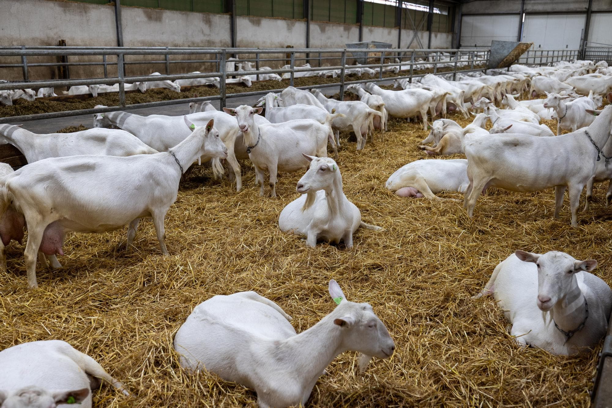 Hoewel geen oorzakelijk verband is aangetoond tussen geitenbedrijven en longontstekingen, stelt het kabinet bij nieuwbouw een afstandsnorm van 500 meter in tussen geitenbedrijven en woningen. Minister Hermans van VWS doet dit op basis van het door het RIVM aangetoonde verhoogde risico op longontstekingen. Foto: Peter Roek