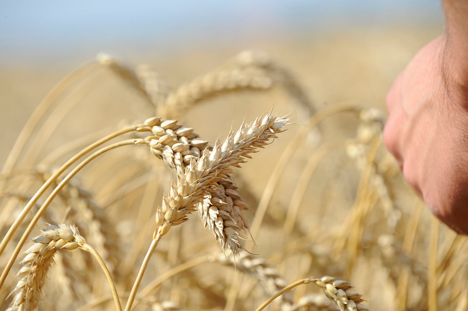 Foto's: Limagrain