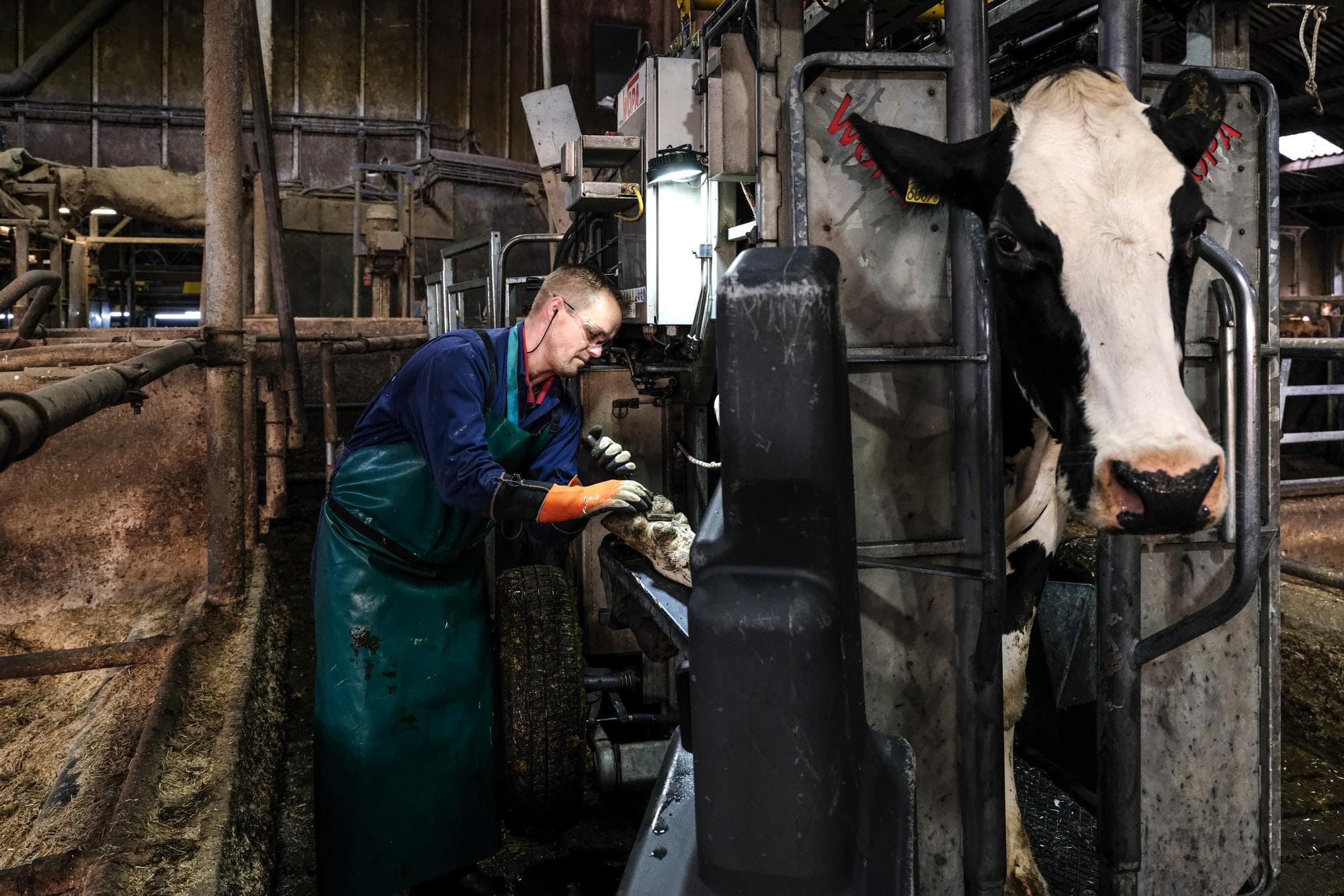 Dit najaar start de landelijke aanpak klauwgezondheid met een praktijkpilot waarbij melkveehouders samen met een praktijkdeskundige de klauwgezondheid op hun bedrijf gaan verbeteren. Foto Jan Willem van Vliet
