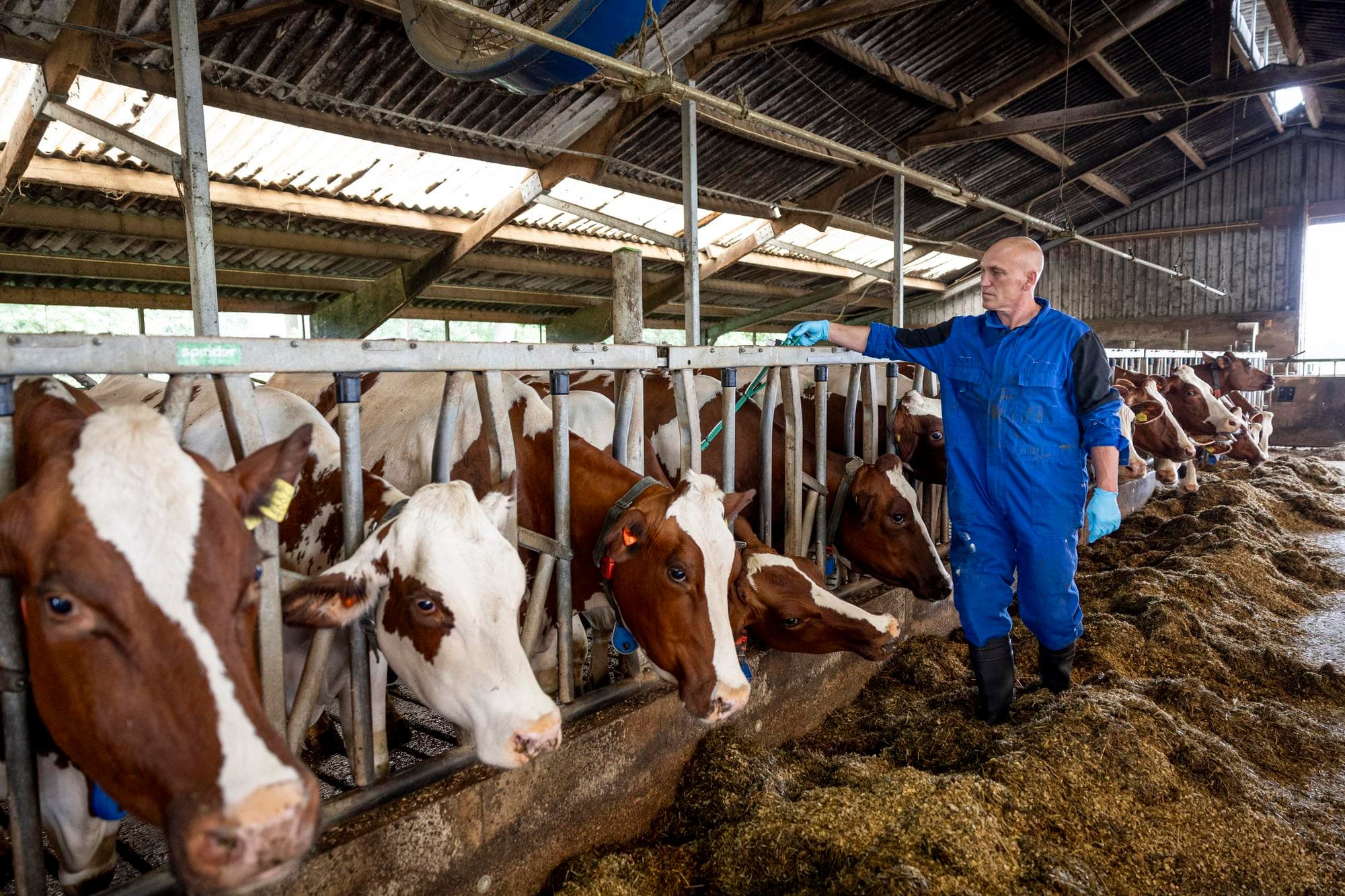 Dierenarts Johan Versteeg van DAP Noord-Oost Twente komt elke maand op het bedrijf en ent eens per drie maanden de koeien tegen mastitisverwekkers. Dat kost een kwartiertje. Foto’s: Wouter de Wilde
