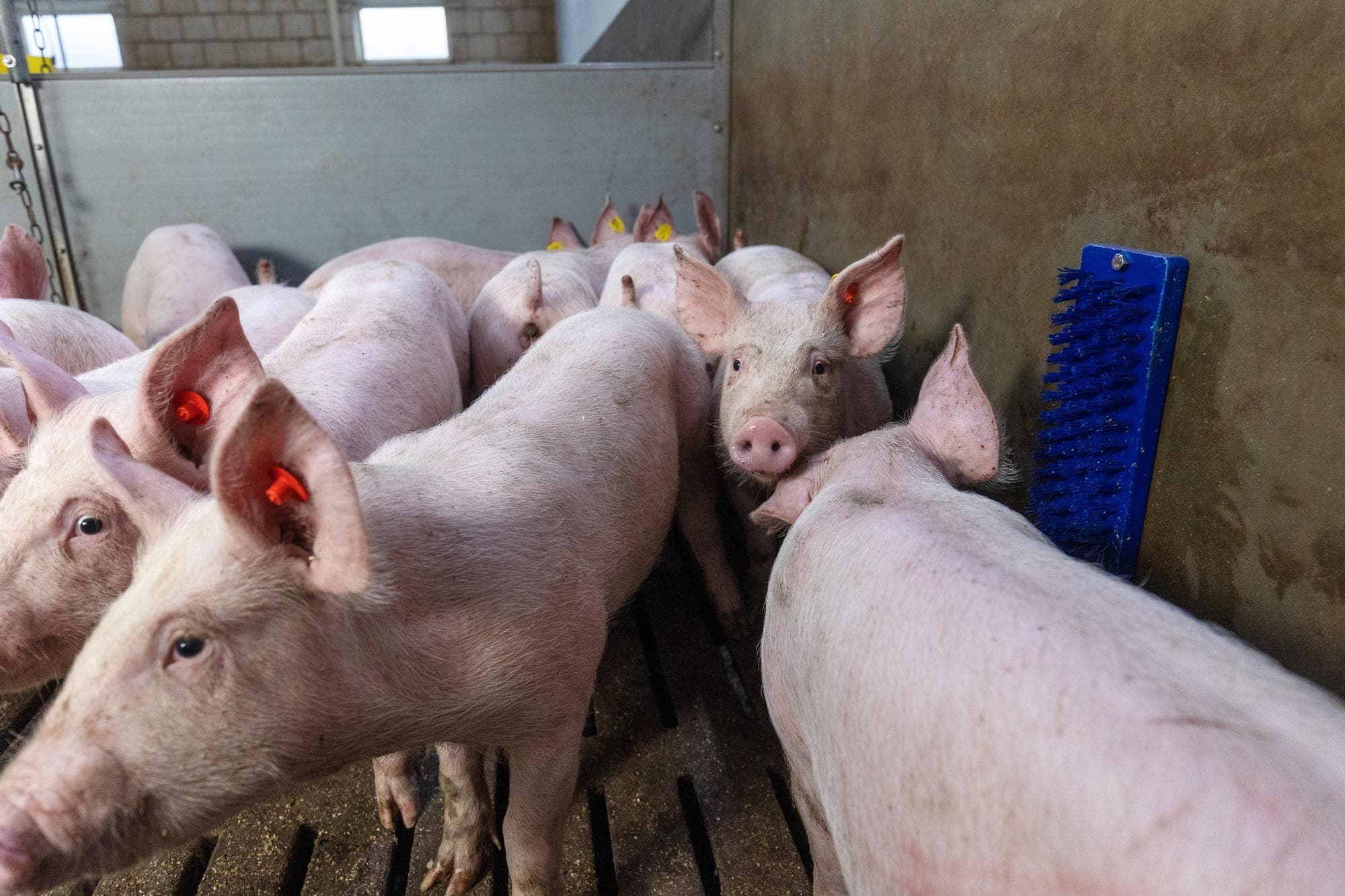 Albert Heijn verlaagt de klimaatimpact met duurzamer varkensvoer. Foto: Herbert Wiggerman