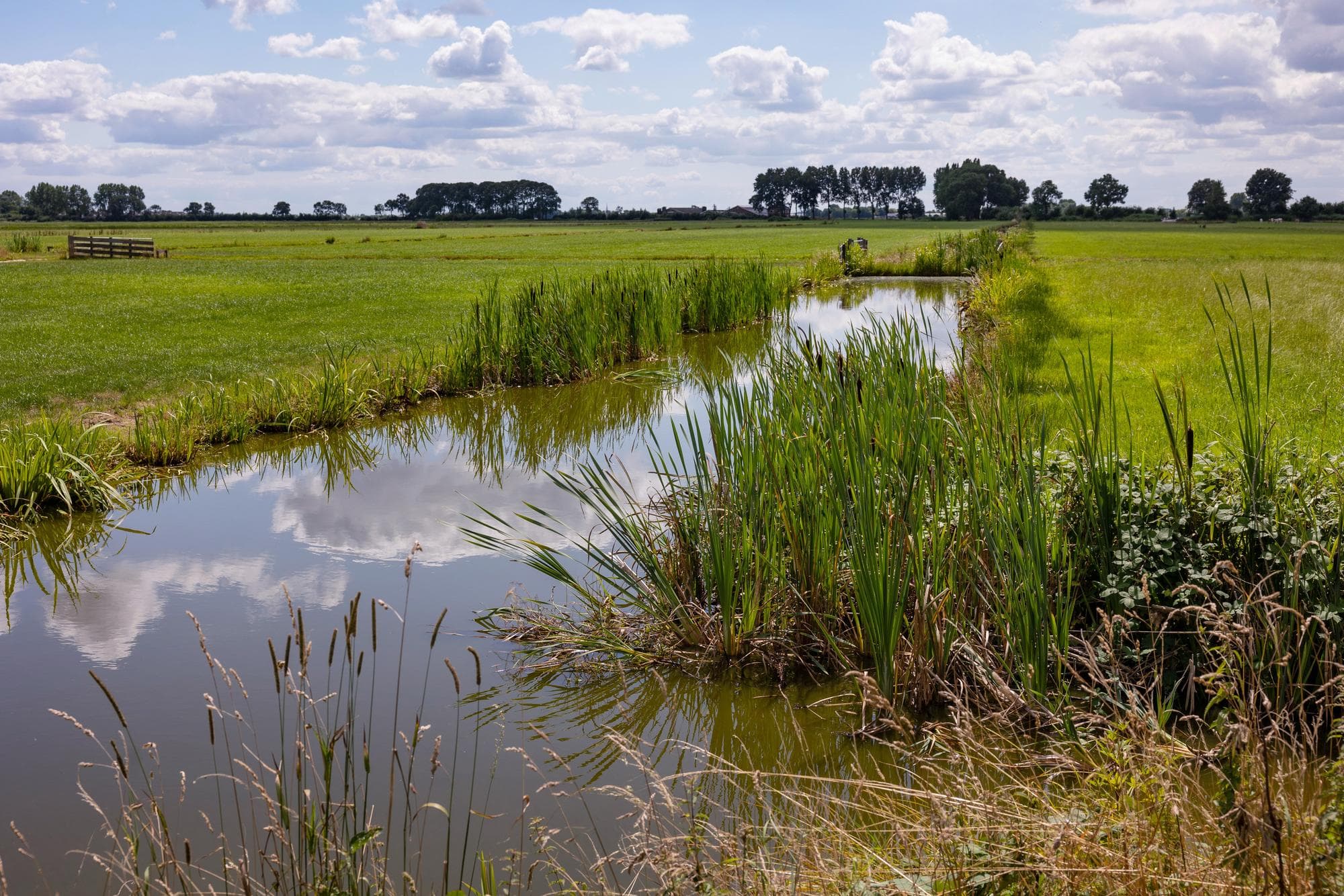 Veenweide met sloot. Foto: Herbert Wiggerman