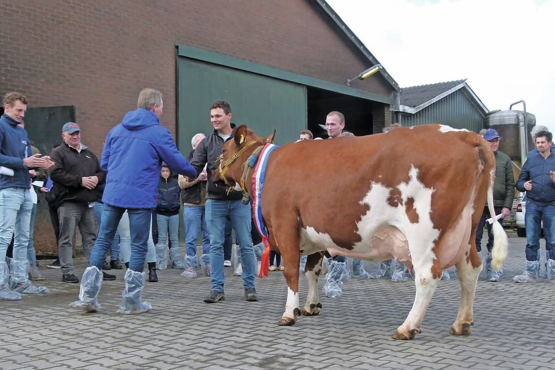 Gonda 380 MRIJ-koe 2026: hoge melkgehalten en uitstekende ...