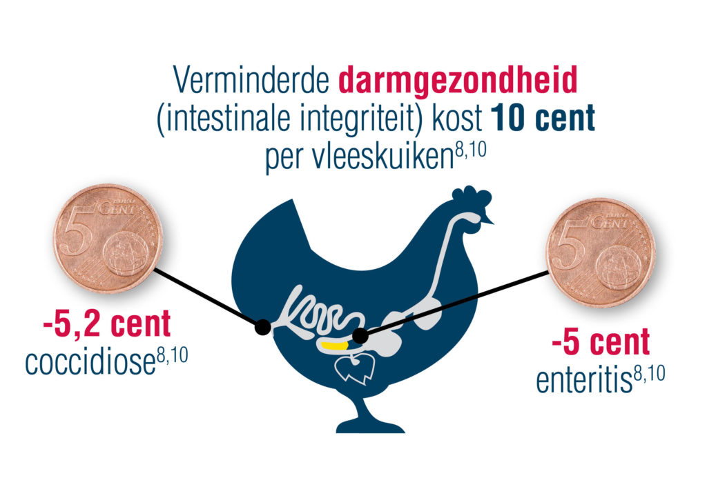 Verminderde darmgezondheid kost 10 cent per vleeskuiken. Afbeelding: Elanco