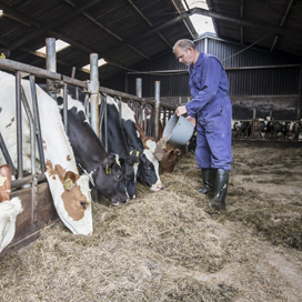 Meer kleine koeienboeren - Boerderij