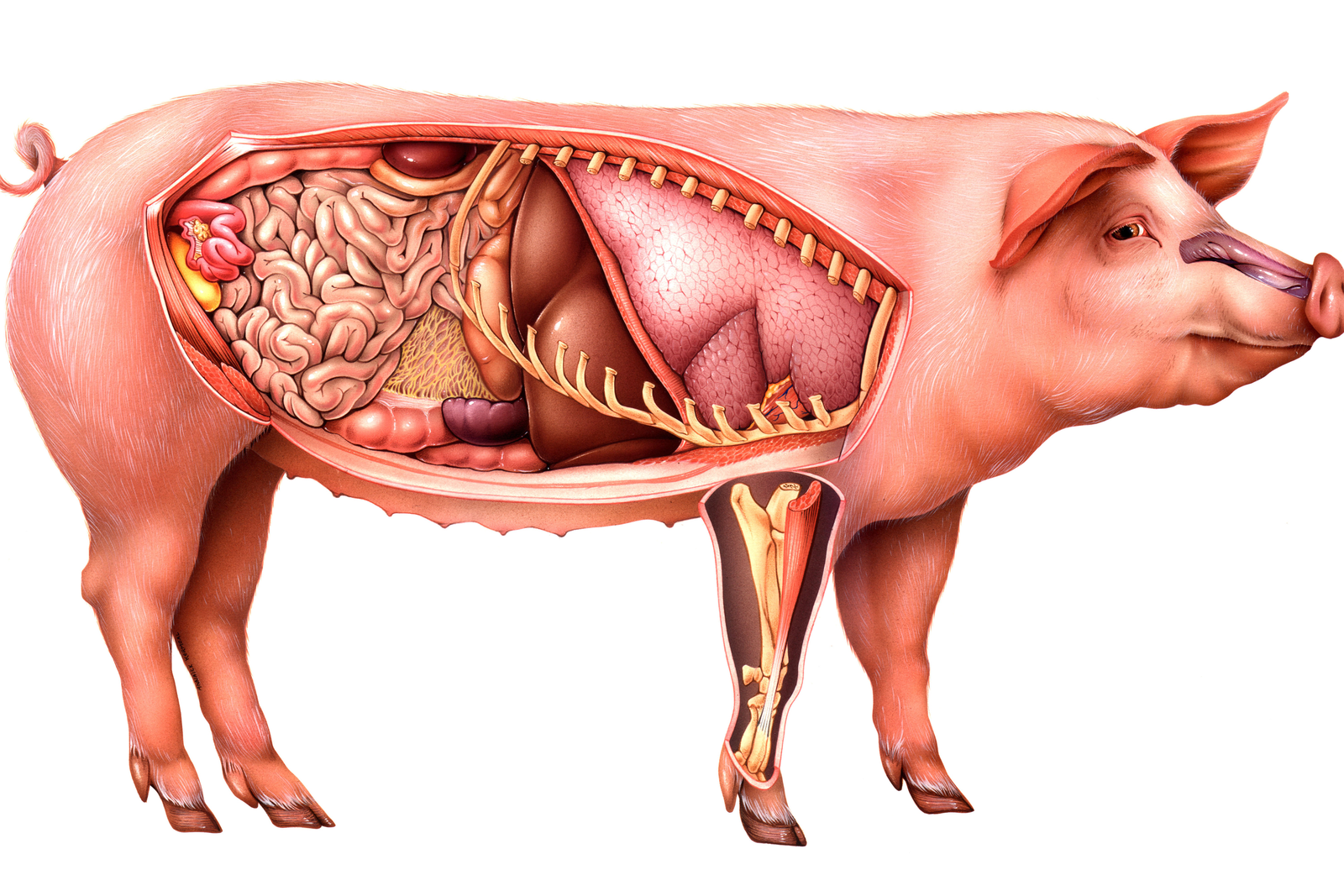 Пенакония свинки. Анатомия ЖКТ свиньи. Пищеварительная система свиньи анатомия. Пищеварительный тракт свиньи. Строение свиньи.