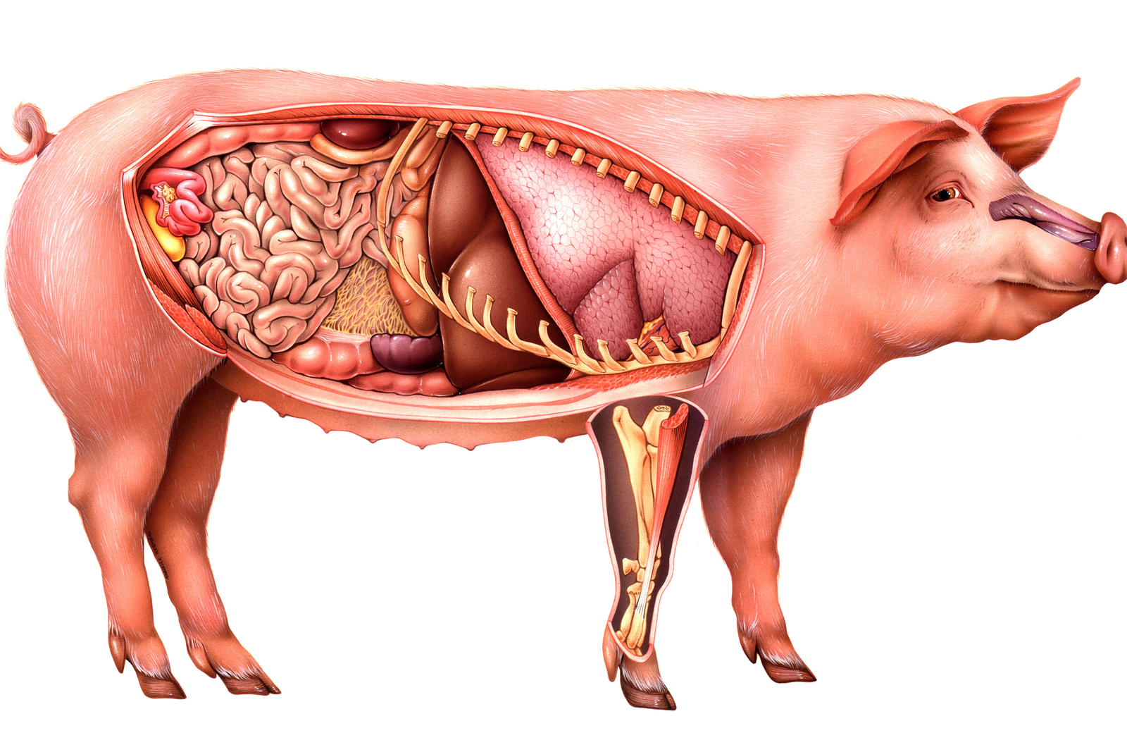 Fetish Pig