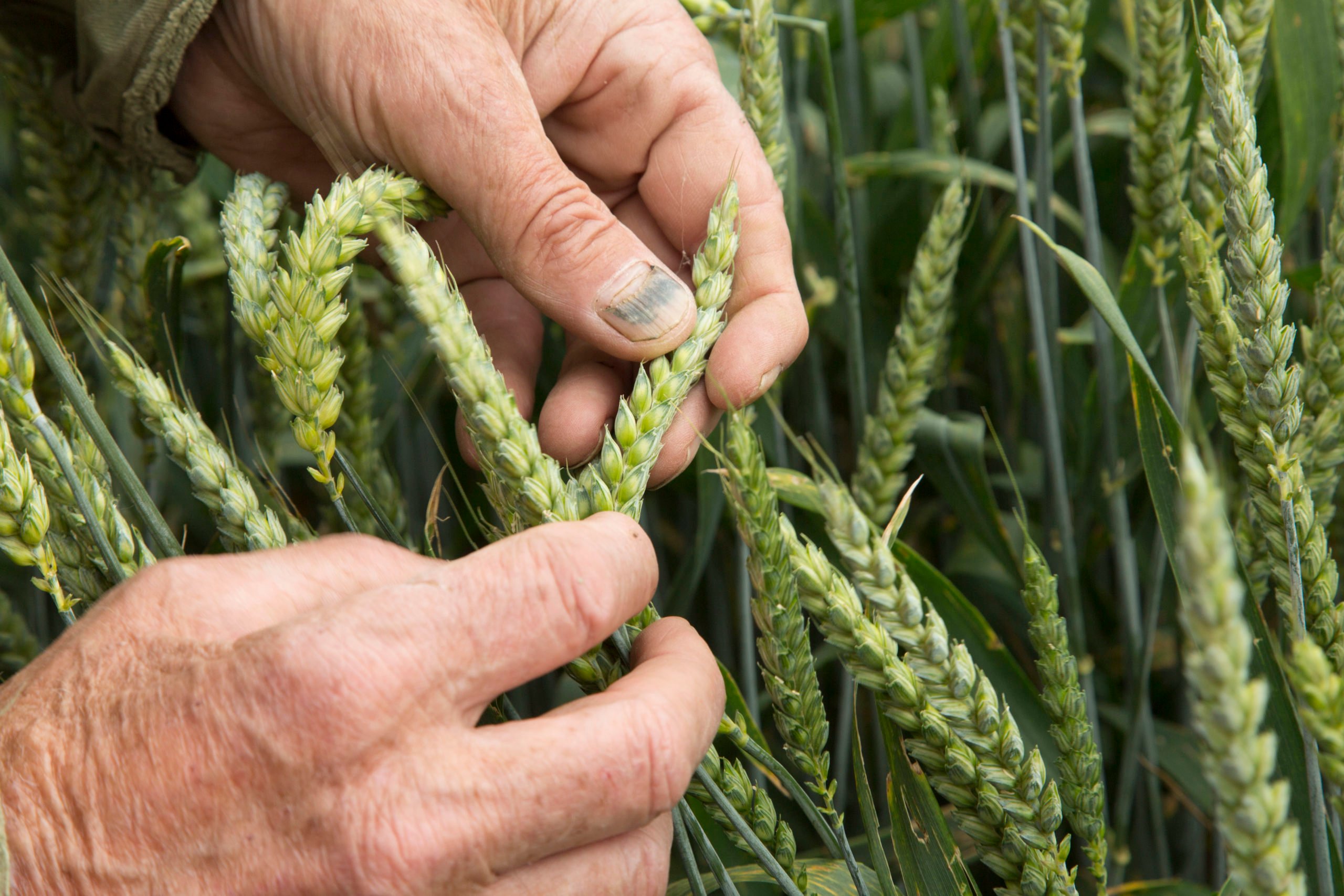 Resistentiegen Tegen Septoria Gevonden Boerderij