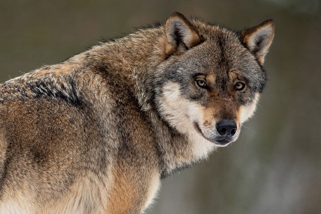 Gelderland stelt leefgebied wolf vast - Boerderij