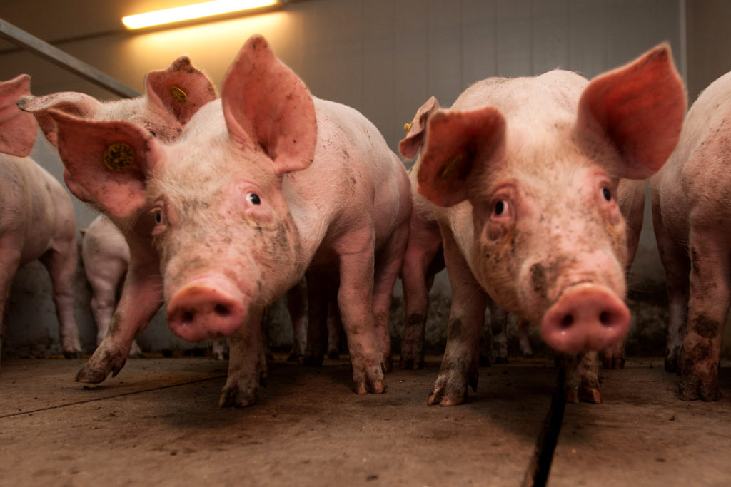 Problemen varkenssector niet bagatelliseren - Boerderij