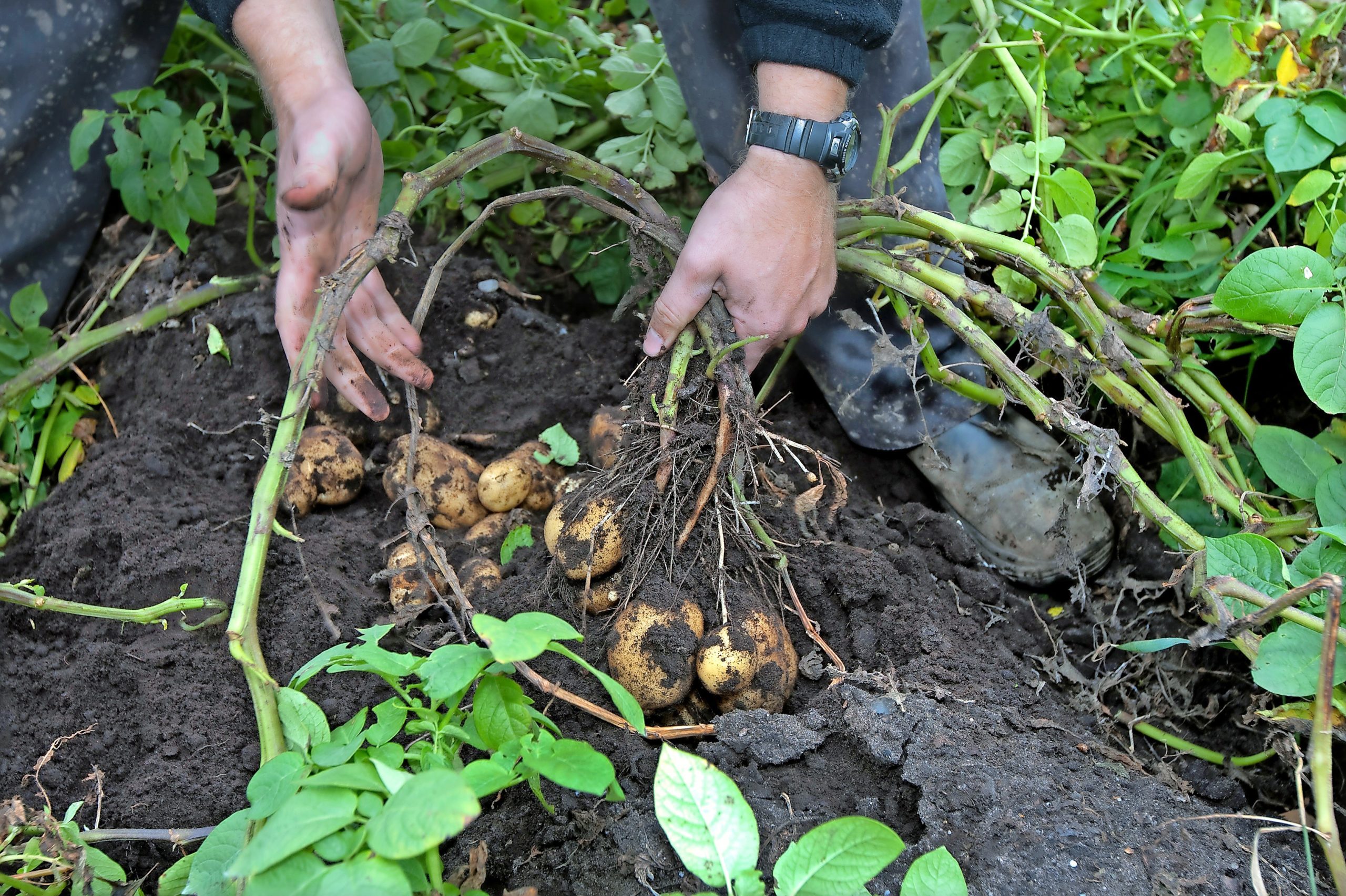Aardappelen ver op hun retour Boerderij