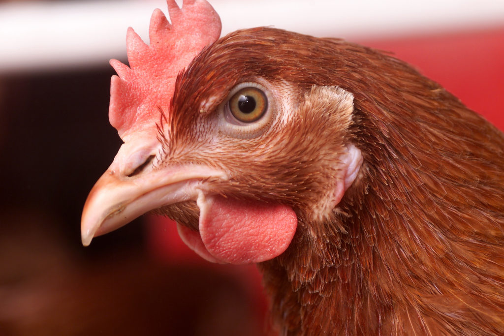 Salmonella pullorum bij hobbypluimvee Boerderij