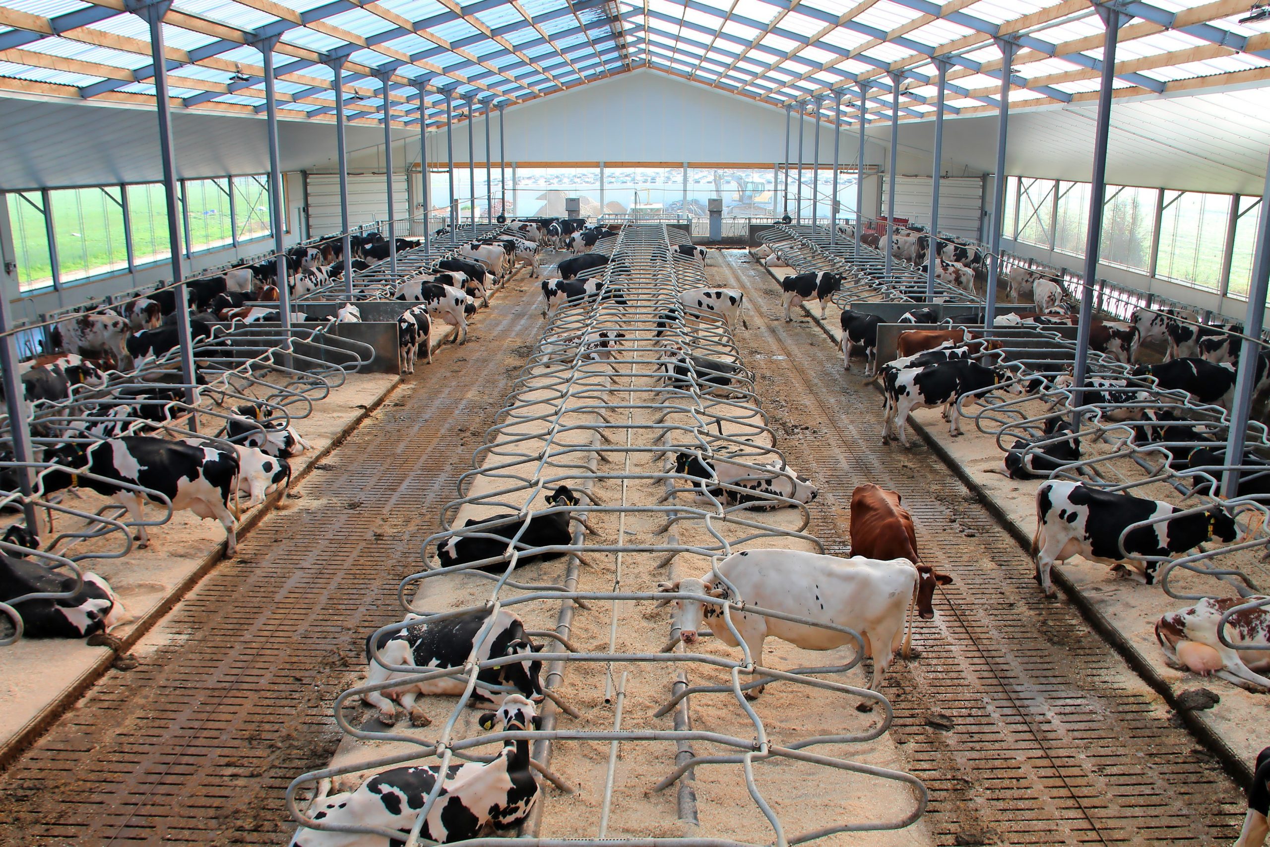 400 Koeien In Nieuwe stal Zonder Nutsvoorzieningen Boerderij