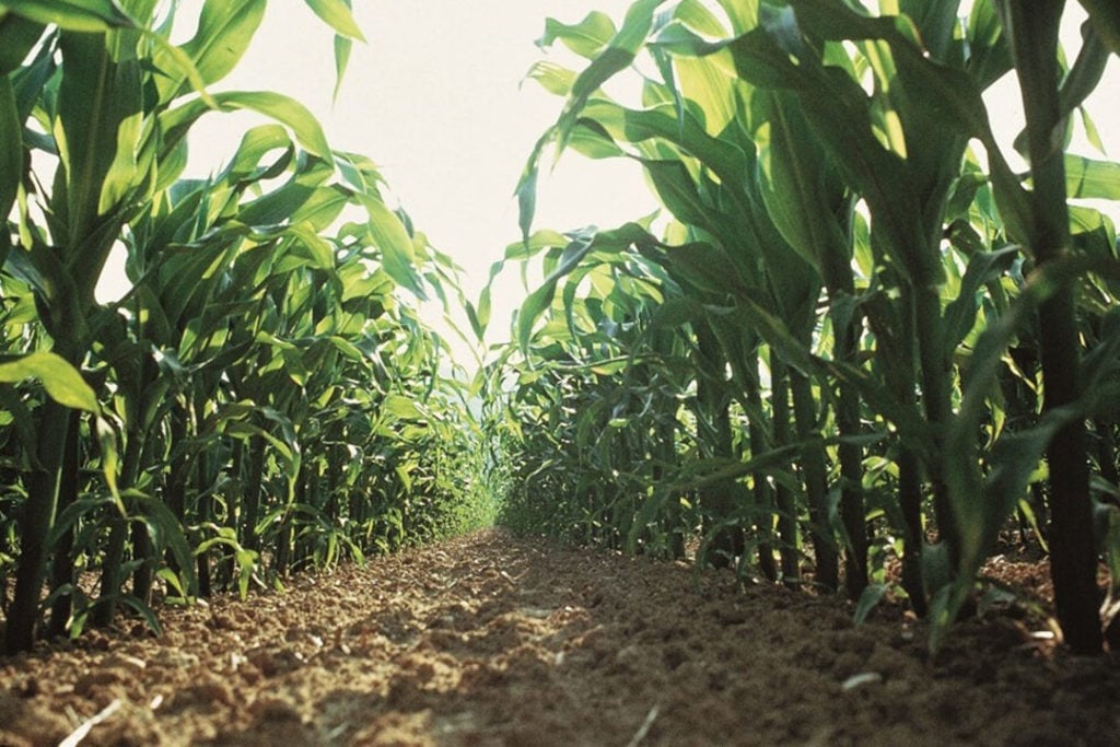 Onkruidbestrijding in maïs. - Foto: Bayer CropScience