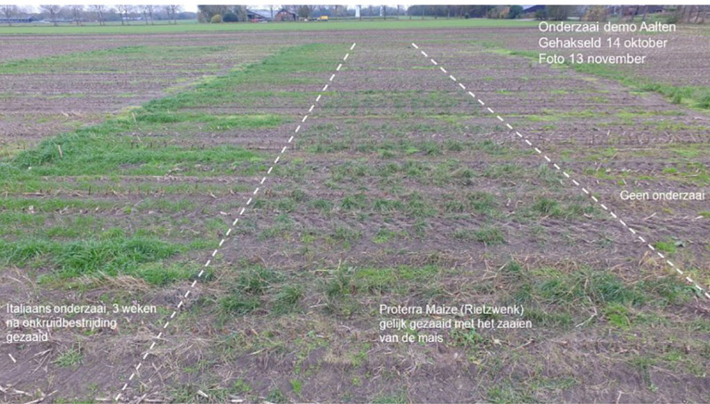 Maisdemo 2020 in Aalten, onderzoek naar middelencombinaties en de toepassing met onderzaai van het vanggewas.