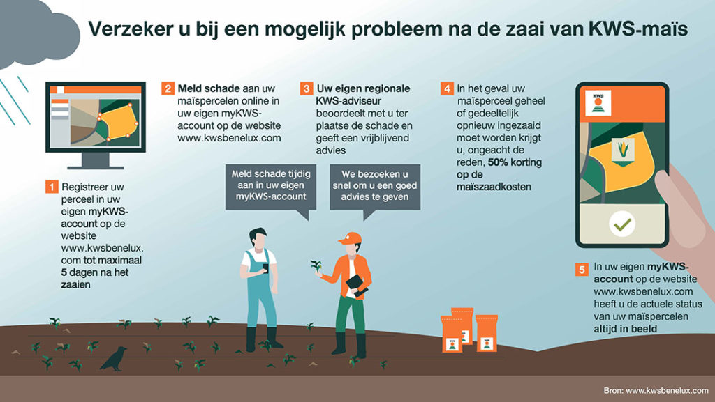 Door maïspercelen te registeren wordt, na geconstateerde schade in wat voor vorm dan ook, 50% van de maïszaadkosten vergoed. - Afbeelding: KWS