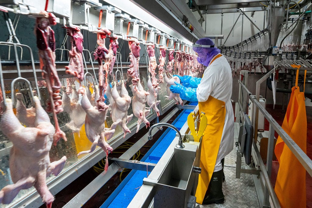 Slachtlijn bij GPS. Dit was de grootste vrije kuikenslachter van ons land. Het faillissement van GPS betekende opnieuw een sanering van slachthaken. - Foto: Ruud Ploeg
