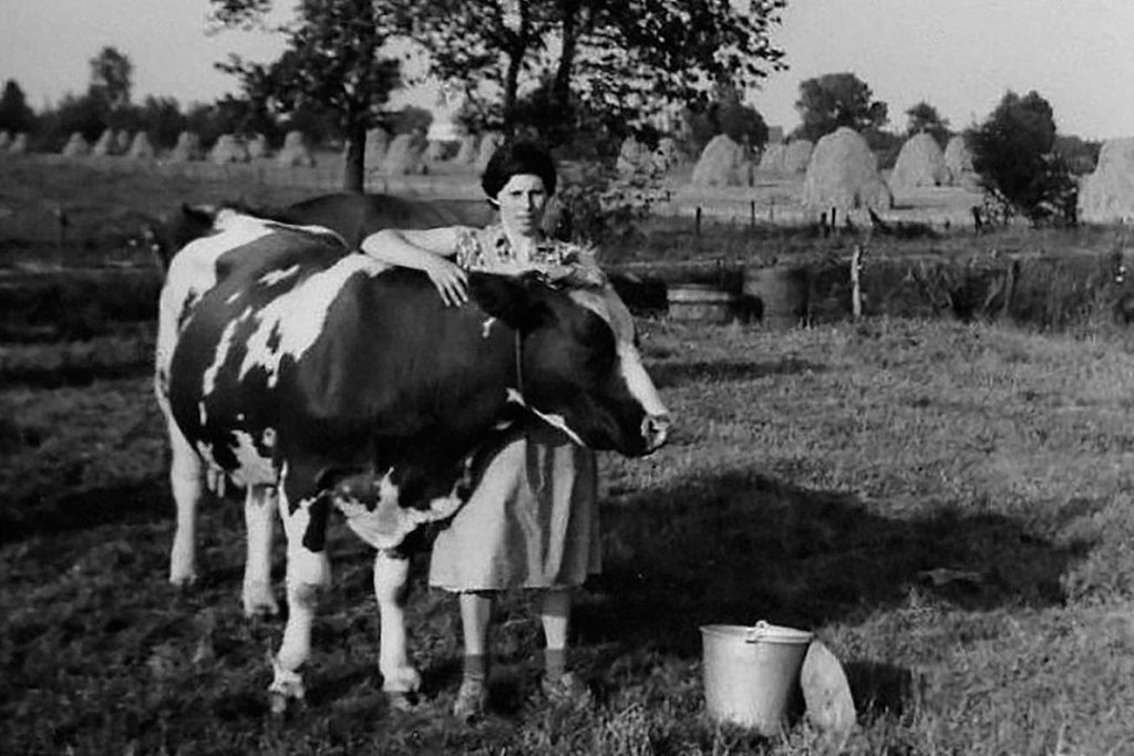 Netje in de wei bij een koe. Jan leerde haar kennen toen hij als knecht bij een boer in Waalre werkte. Met Netje bouwde hij aan een droom: een mooie ontginningsboerderij. - Foto's: Familie Madou