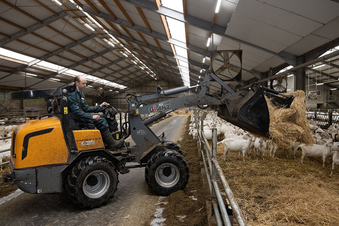 Opstrooien van het geitenhok met een dik pak vers stro.