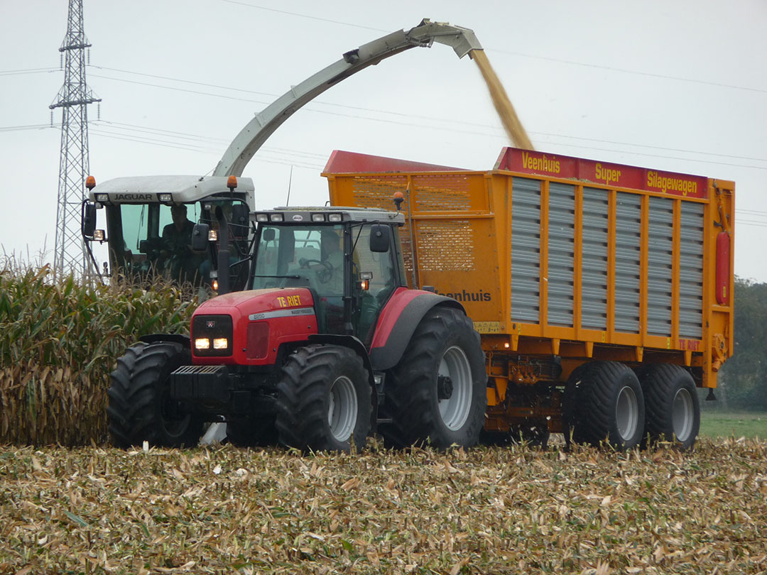 Veehouders hebben meer belangstelling voor maïskolvensilage (MKS) om op voerkosten te besparen. - Foto: KWS