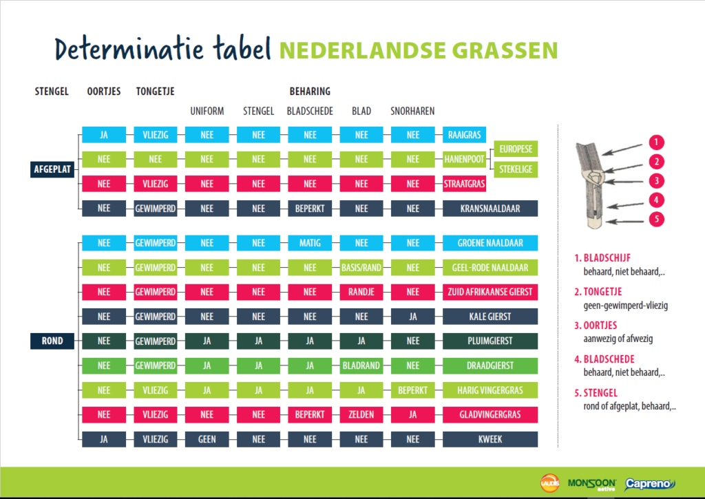 Determinatietabel Nederlandse grassen