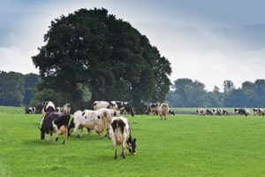 Grazende koeien in het Overijsselse Buurse. - Foto: Joris Telders