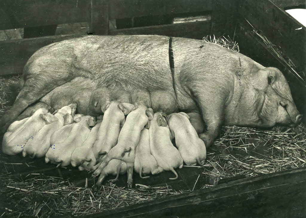 Het varken is een Veredeld Duits Landvarken. Dit ras was in Duitsland ontwikkeld, onder meer met de input van verschillende Engelse rassen. Pas in 1904 was het erkend als nieuw ras. Het werd ook in Nederland graag gebruikt. Het was goed vruchtbaar, had een rustig karakter en combineerde dat met hardheid en soberheid. - Foto: Misset