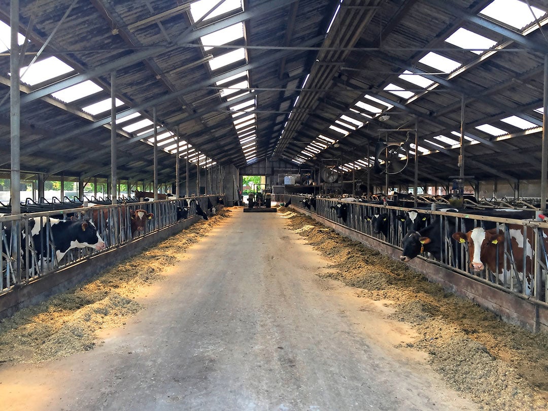 De ligboxenstal kan 127 melkkoeien en 17 stuks jongvee herbergen. De stal is van 1994, is goed onderhouden en is in 2009 verlengd. - Foto's: Theo Brummelaar