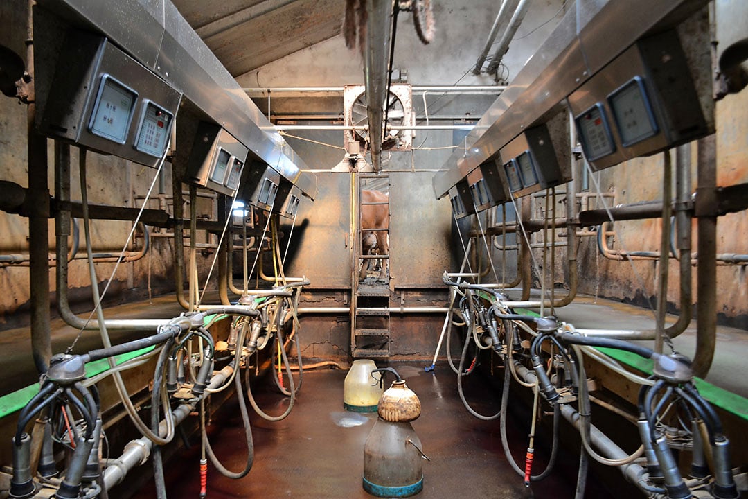 De melkstal is enigszins aan de krappe kant. Het melken wordt gedaan in een 2x6-visgraat van Westfalia uit 2000. - Foto: Jasper Penning
