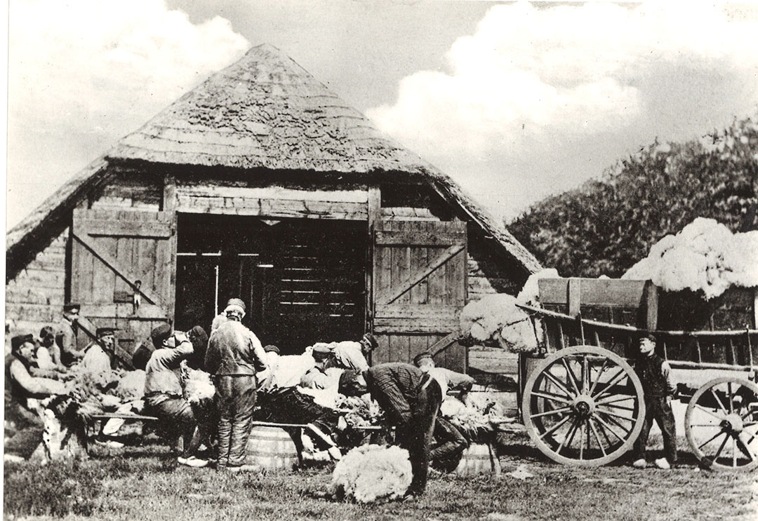 Op de foto uit 1917 ging schapenscheren nog met een wolschaar. Zo rond 1919 hadden kappers in Amerika de eerste tondeuses in handen, bedoeld voor het kortwieken van mensen. De doorontwikkeling tot scheerapparaat voor vee zou nog enkele decennia op zich laten wachten. - Foto: Misset