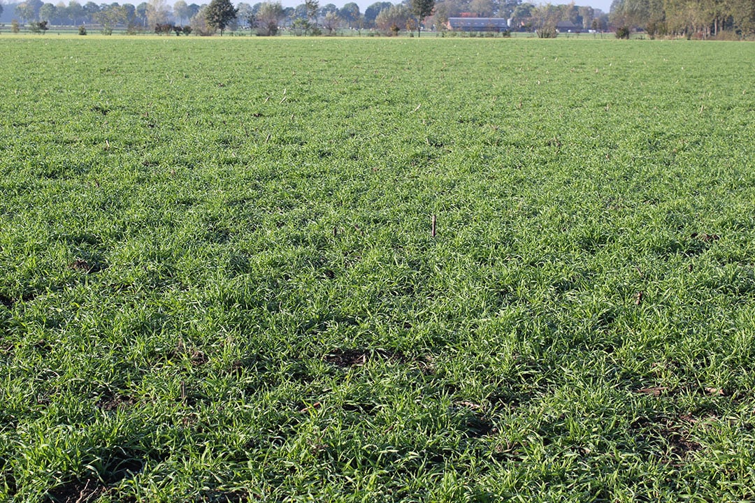 Nazaai met Snelle Lente Rogge, stand 1 maand na de zaai. - Foto: KWS