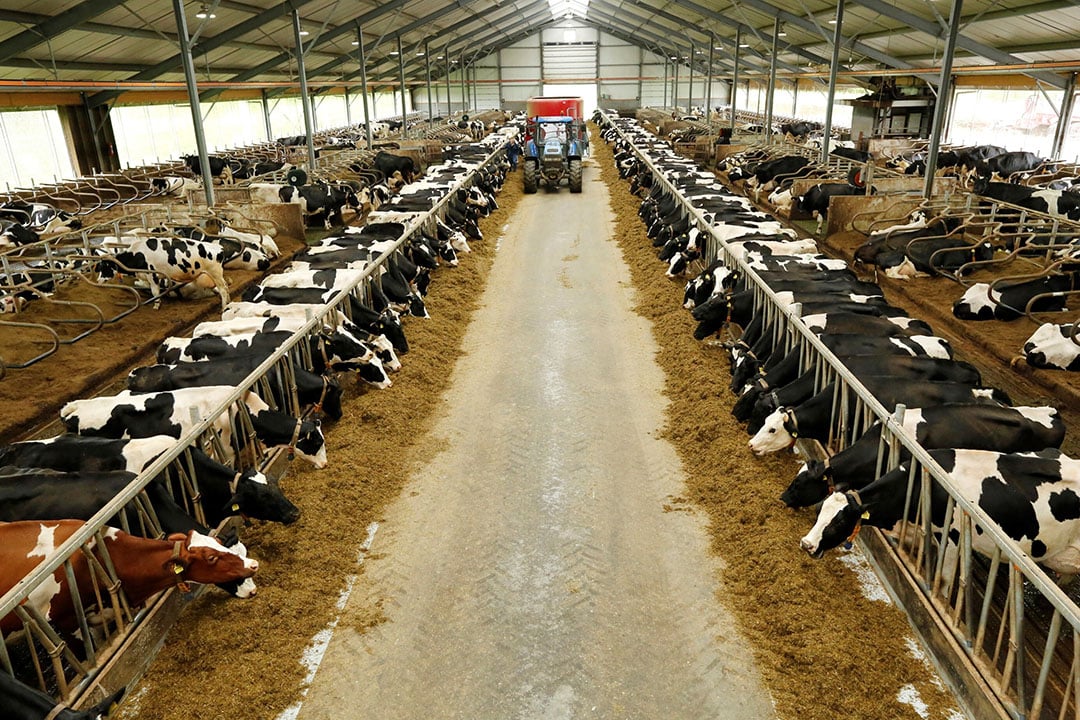 Wind om te ventileren is het eerste hulpmiddel om hittestress tegen te gaan. Houd hier al bij je stalontwerp rekening mee. - Foto: Agrifirm