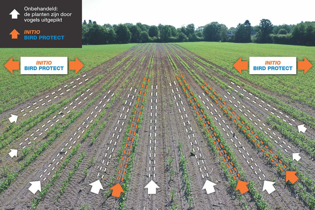 INITIO Bird Protect bevat een effectief afweermiddel tegen vogelvraat en alle ingrediënten voor een vlotte kieming. - Afbeelding: KWS