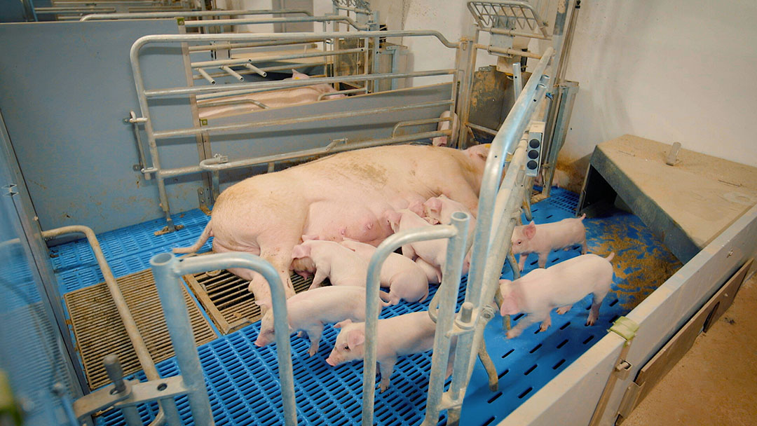 In Denemarken heeft zeugenhouder Anders Jacobsen gekozen voor de WellFarrowing vrijloopkraamstal voor meer welzijn in combinatie met het reduceren van doodliggen van biggen. - Foto: Nooyen Group