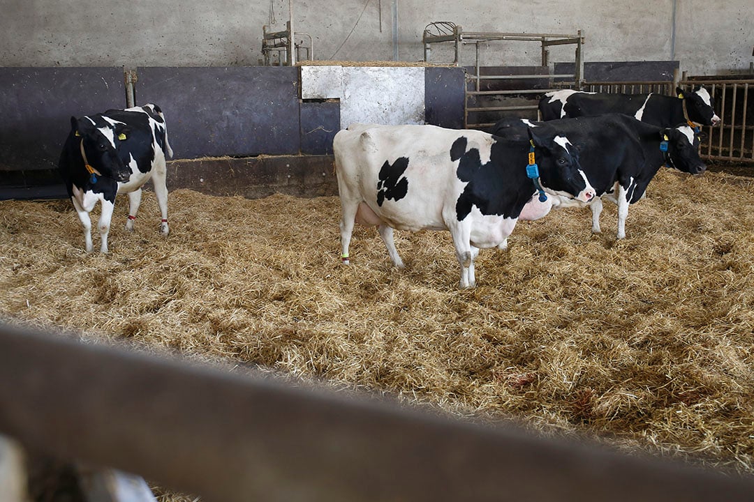Een vaarzengroep leidt tot minder uitval en dus gezondere koeien. Koeien die uit de verse koeiengroep komen, hoef je in principe alleen nog maar te insemineren. De tussenkalftijd kan daardoor dalen. - Foto: Hans Prinsen