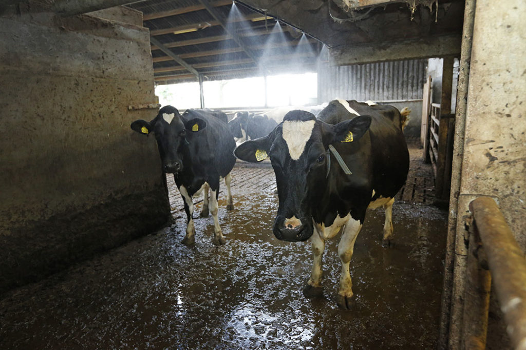 Koeien nat maken is een effectieve methode van koelen. Een te hoge luchtvochtigheid en het ontstaan van een smeerboel zijn wel risico’s. - Foto: Henk Riswick