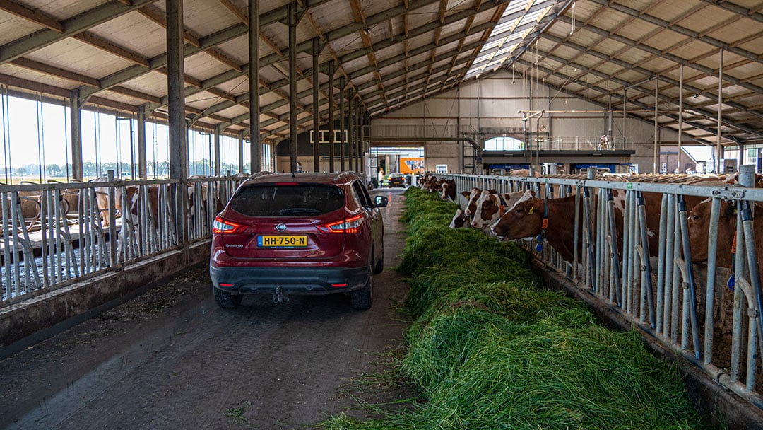 Op het bedrijf van familie Kloosterboer in Deventer kunnen de auto's zelfs over de voergang rijden om zo ook een kijkje in de stal te nemen.