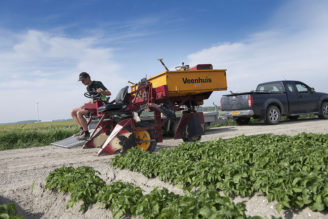 De algemene virusdruk in de aardappelen is de laatste jaren gestegen en het middelenpakket wordt steeds kleiner. Dat maakt bestrijden lastig, aldus Jan.