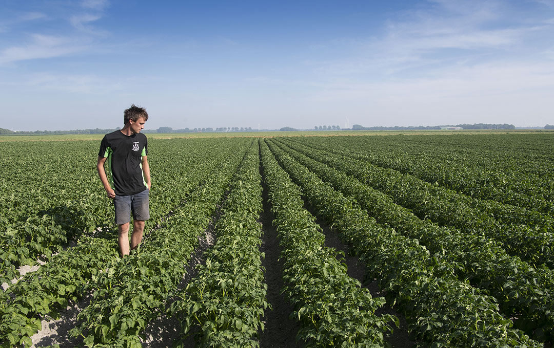 Het bouwplan omvat onder andere 70 hectare pootaardappelen.