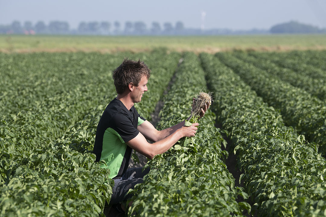 Af en toe kwam Jan nog wat virusplanten tegen. Een enorme tegenvaller, want hij dacht vorig jaar alles goed weggehaald te hebben.