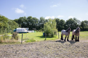 Peter de Visser zou best meer plekken vol kunnen krijgen, maar dan heeft hij geen tijd meer voor het boerderijwerk. 'En dat vind ik óók leuk.'