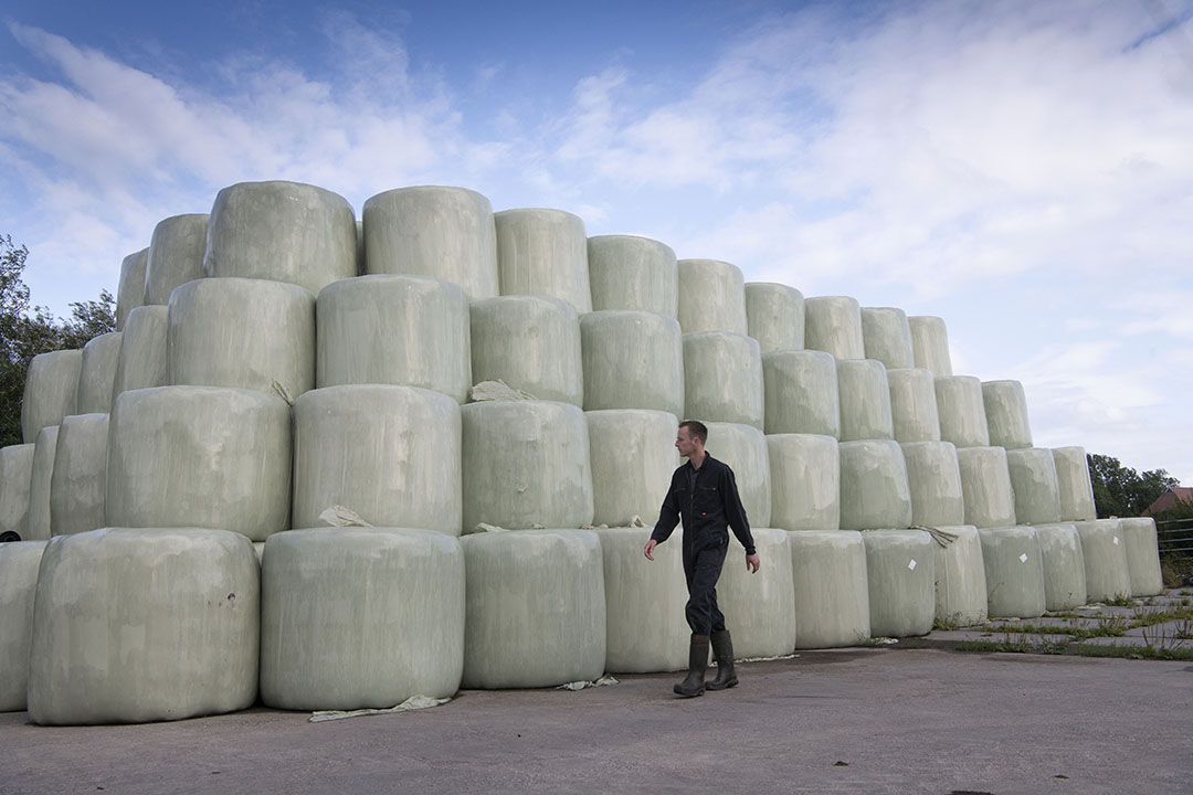 Het is een extensief bedrijf met 1 koe per hectare. Ruwvoer is er daarom genoeg. - Foto: Mark Pasveer